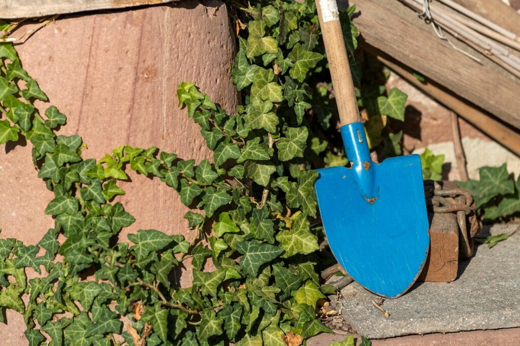 garden, gardening, ivy, nature, leaves, spade, gardening tools, foliage, spade, spade, spade, spade, spade, gardening tools-7429547.jpg